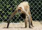 動物図鑑・ジェフロイクモザルの写真 9